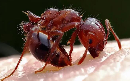 江西红火蚁普查