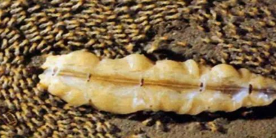 江西白蚁为何杀也杀不完