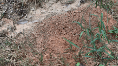 江西如何避免白蚁再次入侵？