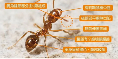 江西白蚁消杀计划，让您远离隐形破坏者！