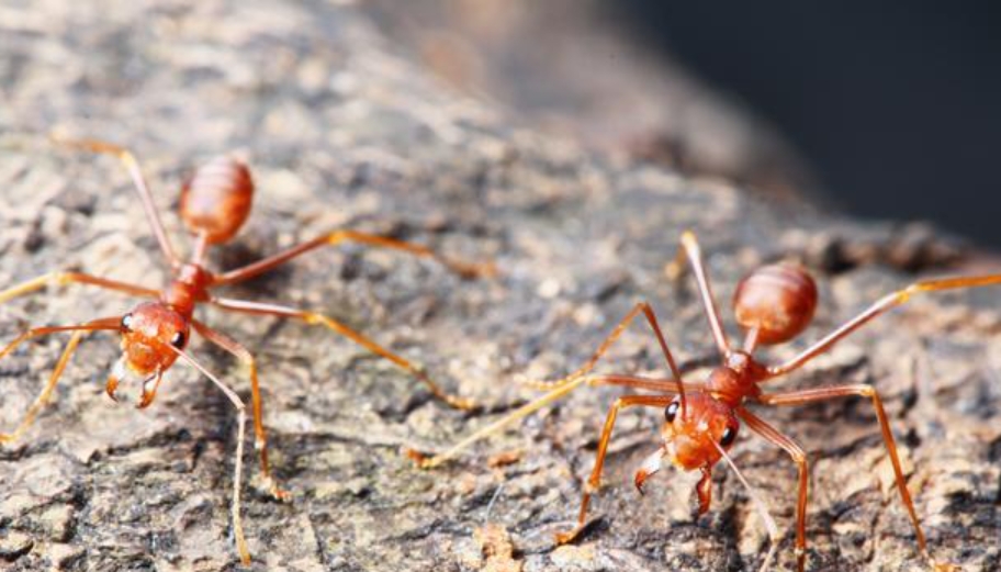江西红火蚁防治工作方案：守护生态与安全的必备之策